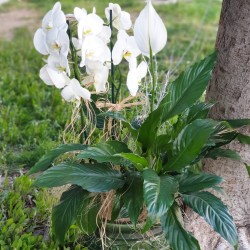 Beyaz Orkide ve Spatifilyum Şıklığı