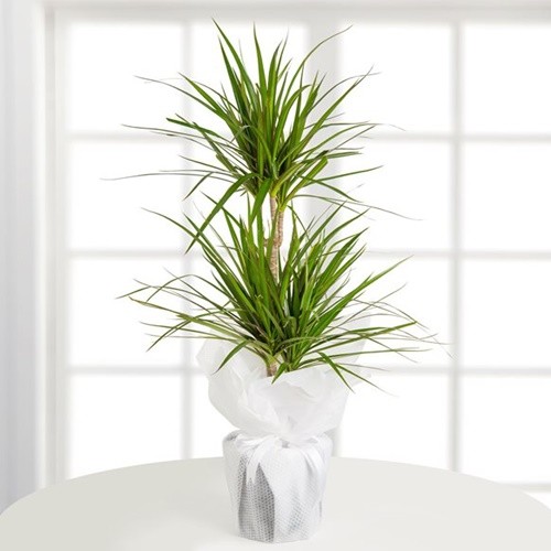 Dracena Marginata (Double )