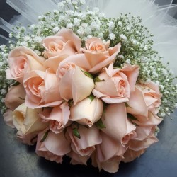Powder Color Rose Flower