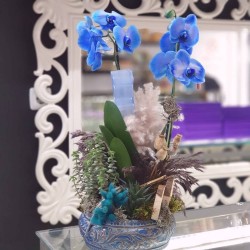 Sukulentli Mavi Orkide Aranjmanı