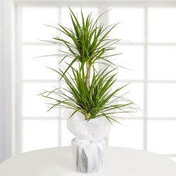 İkili Dracena Marginata