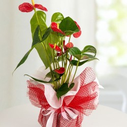 Red Anthurium Potted Flower